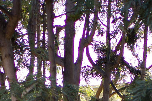 Purple Fringing Phenomenon